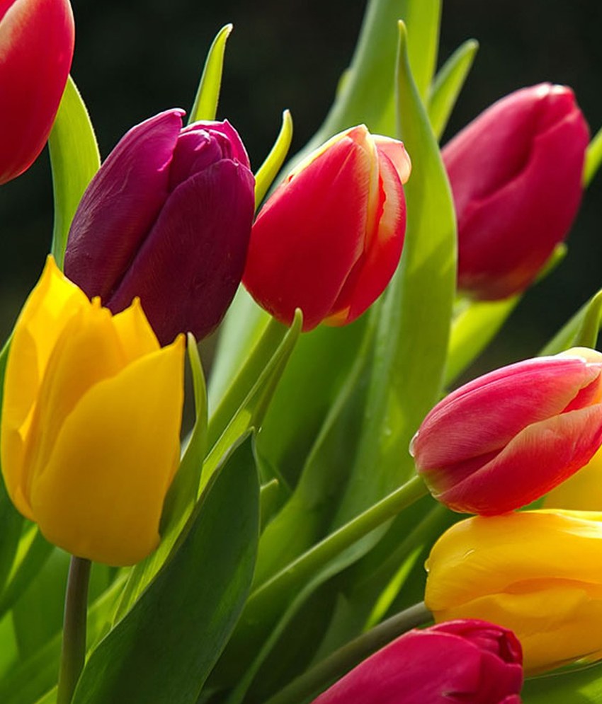 35895262-tulip-flower-images